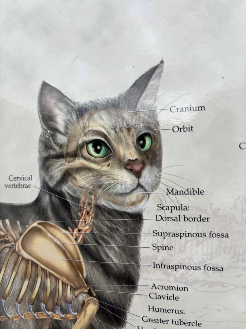 猫の骨格解剖図　ポスター希少51x66cm ペット Fel-O-Vax ネコ