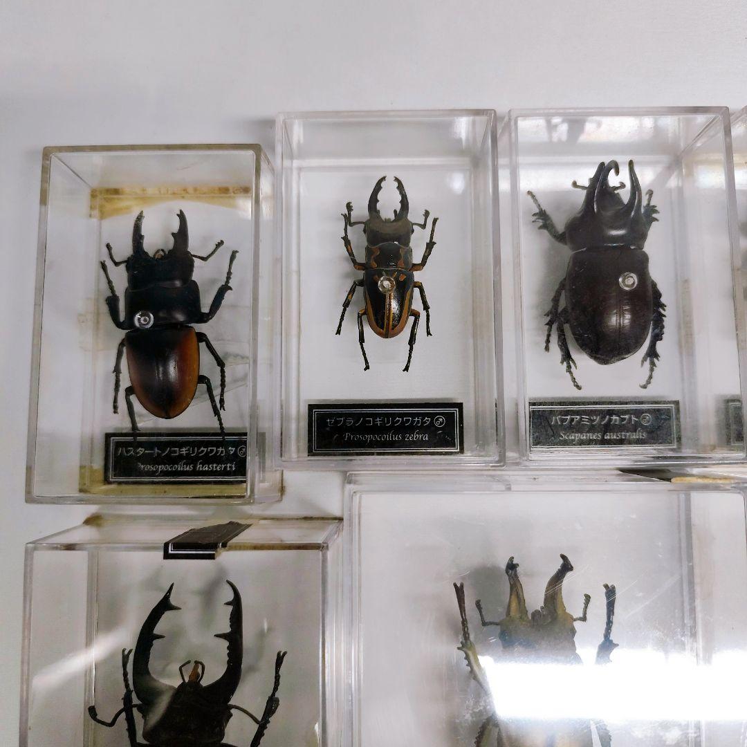ディアゴスティーニ　世界の昆虫　フィギュア49点まとめ売り