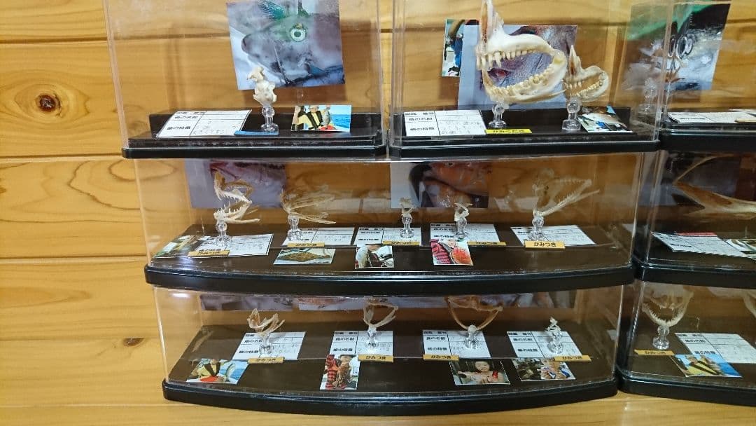 魚　歯　標本　自由研究