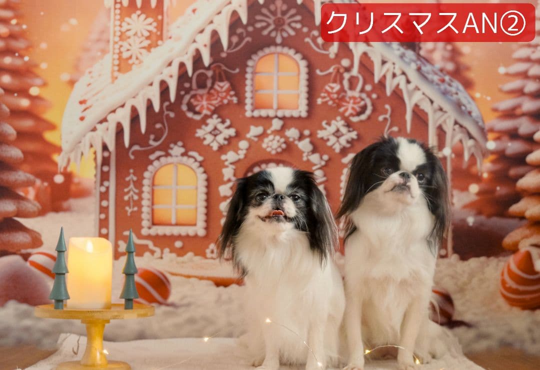 背景布+トリミングチョーカーリボン　50個　どんぐり　松ぼっくり　秋　紅葉