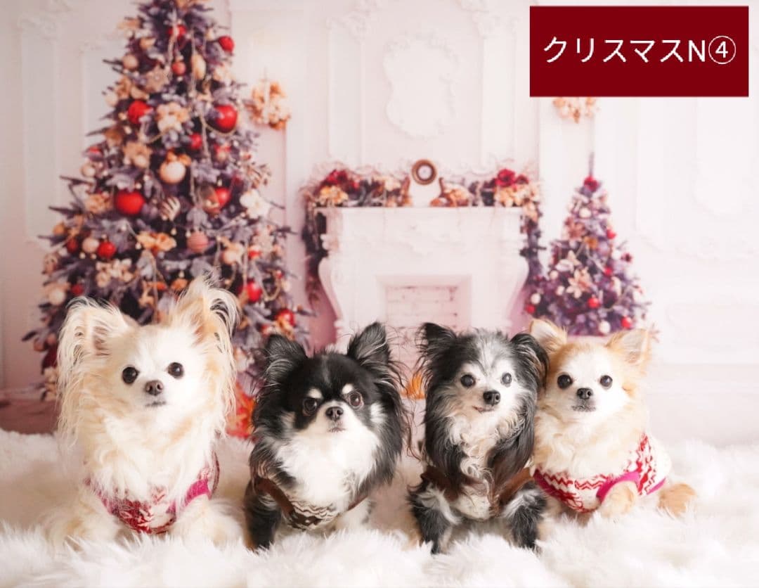 背景布+トリミングチョーカーリボン　50個　どんぐり　松ぼっくり　秋　紅葉