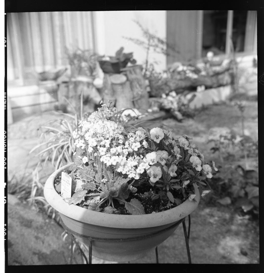 ZENZA BRONICA EC＆NikkorF50mm、美品、取説付