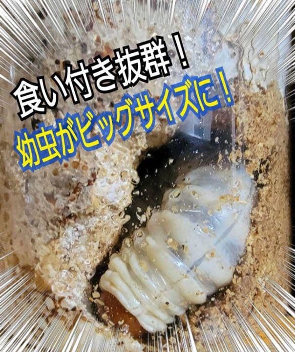 極上！ヒマラヤひらたけ菌糸ブロック【5個】トレハロース強化配合！オオクワに抜群！