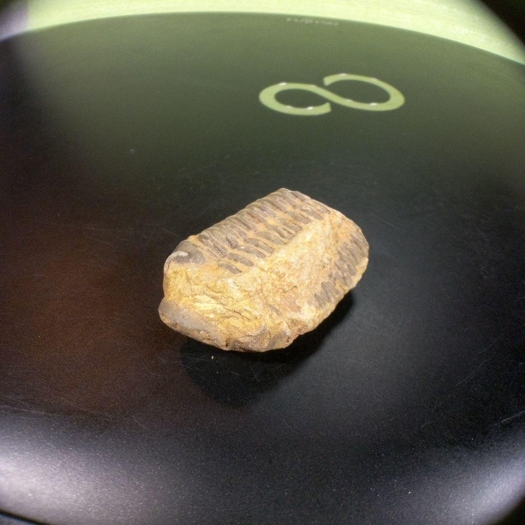 三葉虫　化石　fossil　ボリビア産　トライロバイト　三葉虫個体⑩