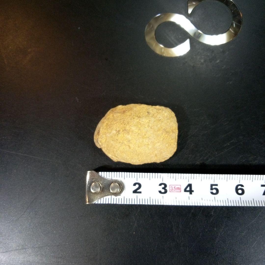 三葉虫　化石　fossil　ボリビア産　トライロバイト　三葉虫個体⑩