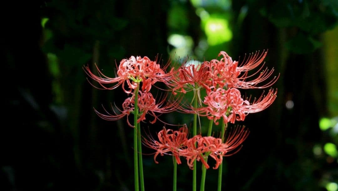 CANON　EOS 40D 広角から望遠✨️初心者⚡️一眼レフ✨️キャノン