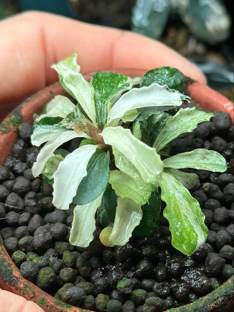 Bucephalandra sp. \"Marble\" (斑入り)