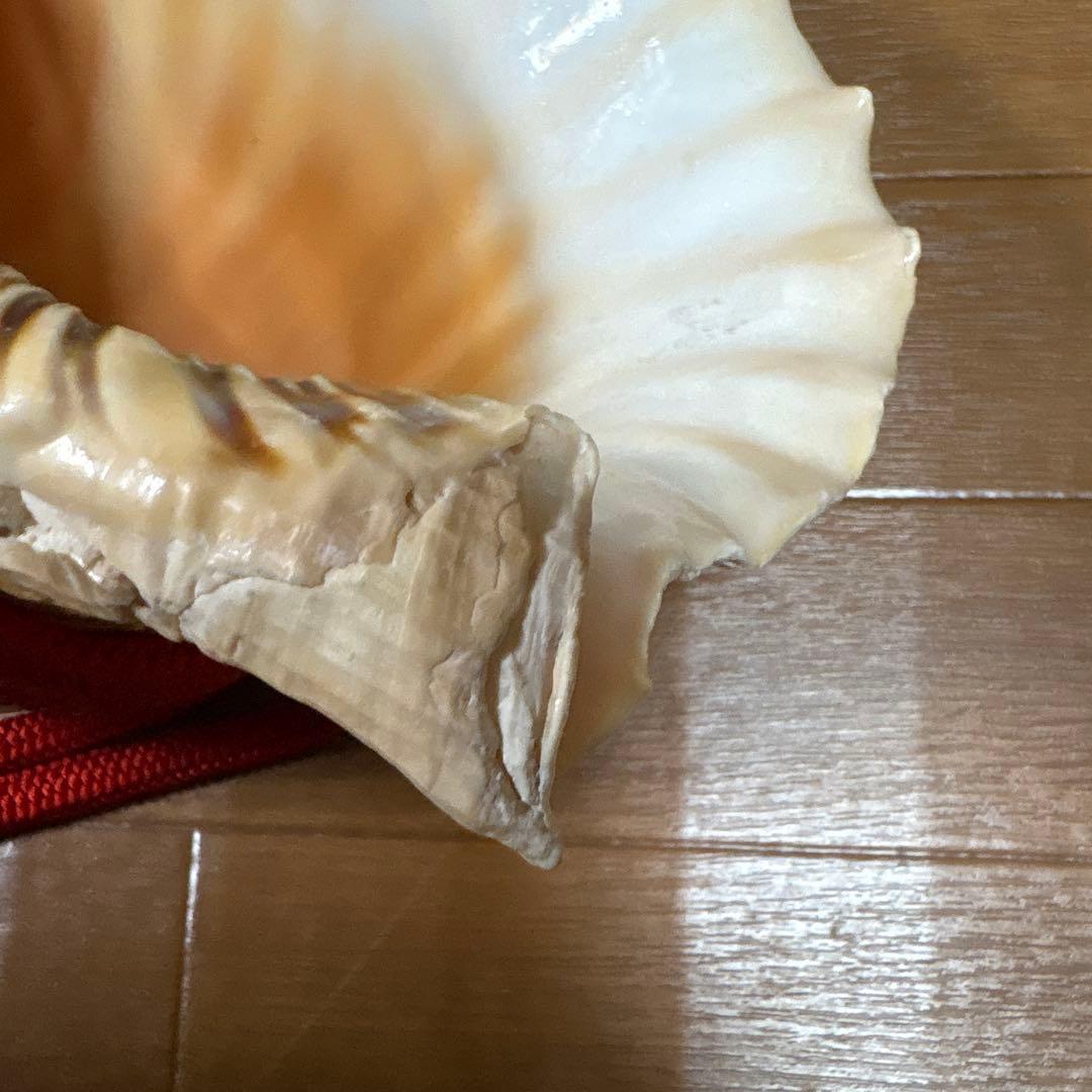 法螺貝38センチ紐付き