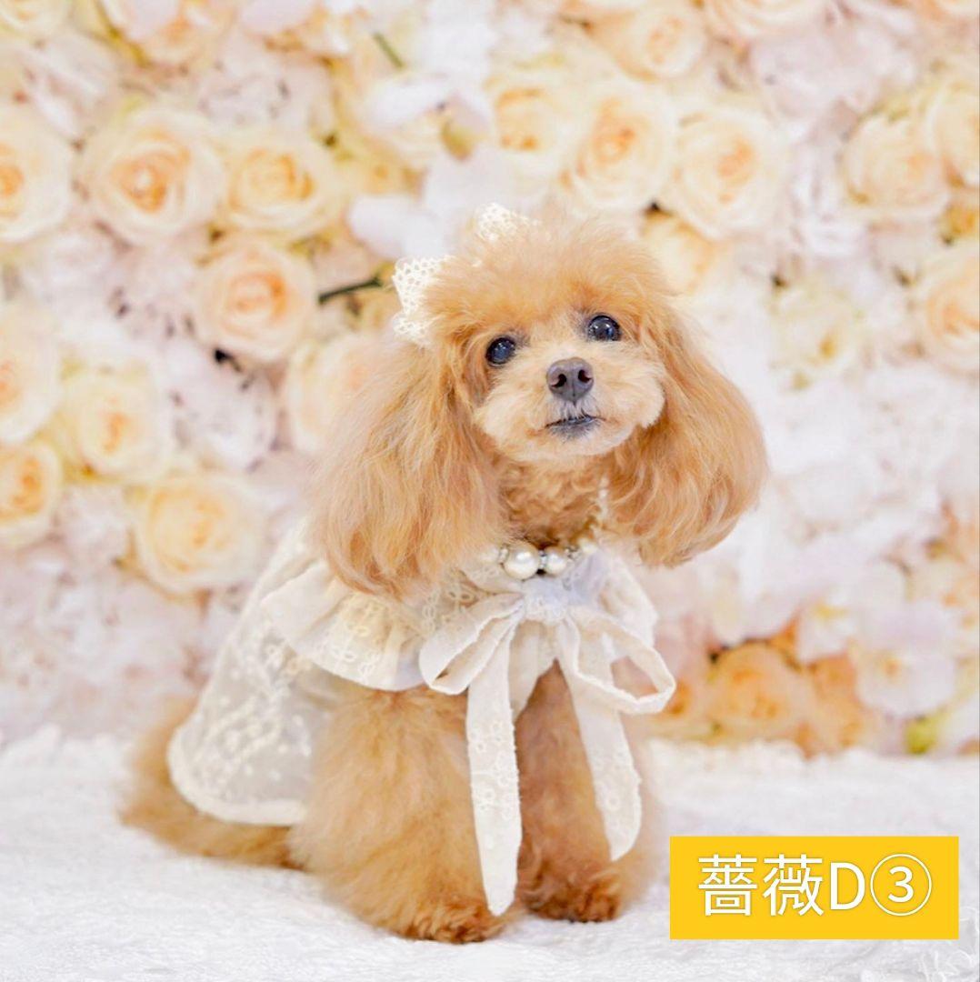 背景布　トリミングチョーカー　リボン　ペット撮影用フォトブース　桜　春