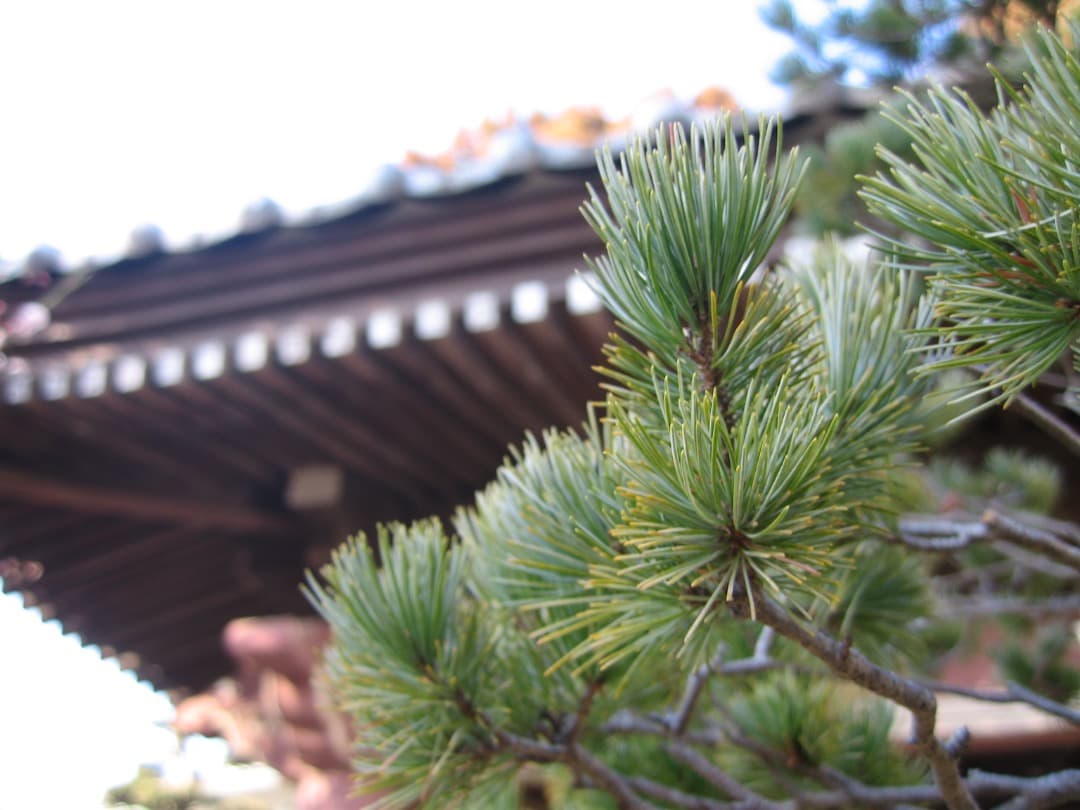 実写美⭕️【動作確認済】Canon IXY DIGITAL 600　PC1114