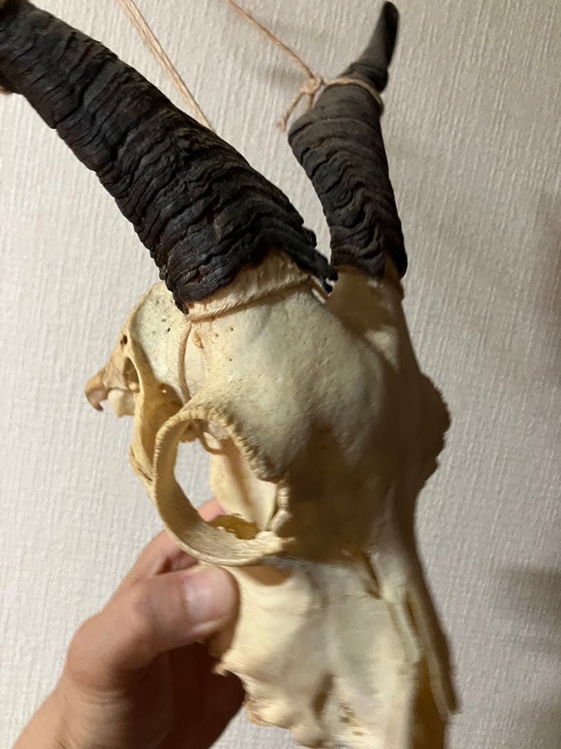 ヤギ　頭蓋骨　標本　山羊　頭骨