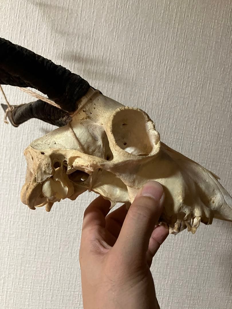 ヤギ　頭蓋骨　標本　山羊　頭骨