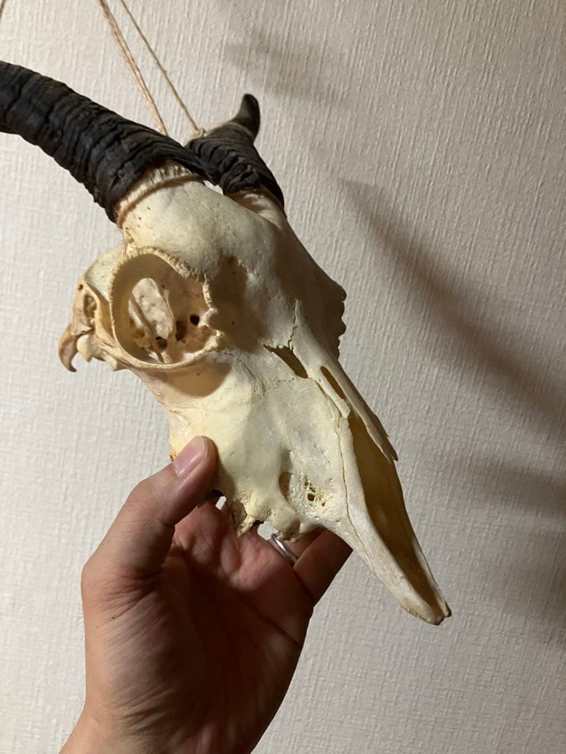 ヤギ　頭蓋骨　標本　山羊　頭骨