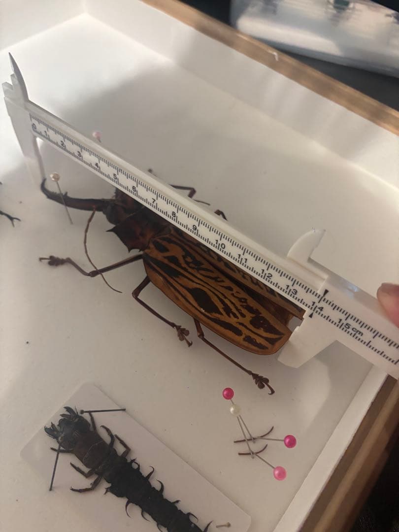 オオキバウスバカミキリ　140mm前後