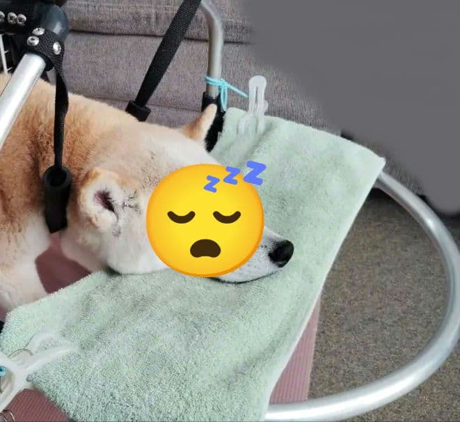 犬用 歩行器 車いす ポチの車イス 四輪 ぐる活 中型 柴犬