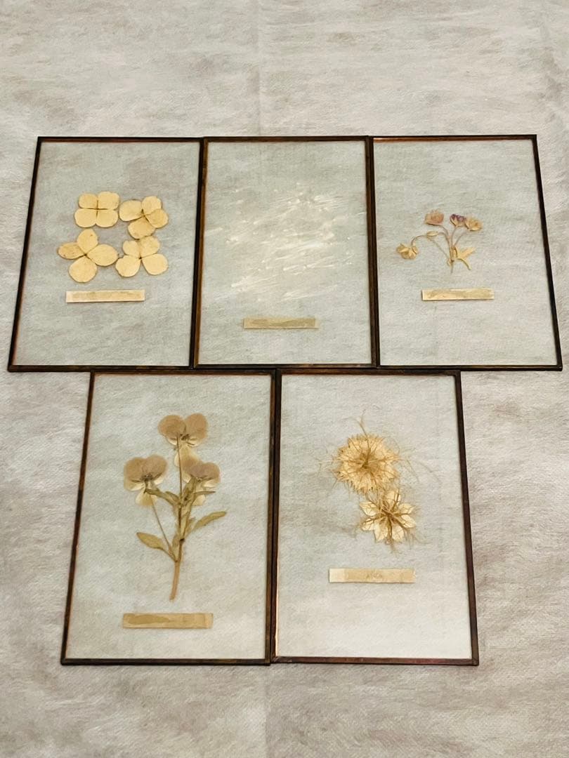 専用【はいいろオオカミ+花屋 西別府商店】ガラス標本 / Sサイズ　5枚セット