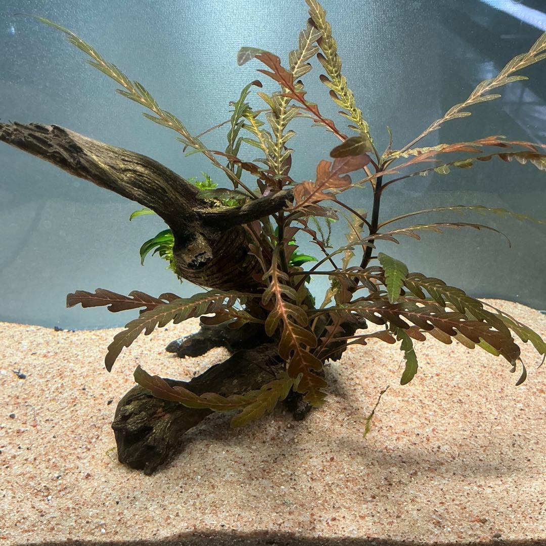 【第四種郵便】ジャイアント南米モス活着2種水草付き流木　19cmと18cm