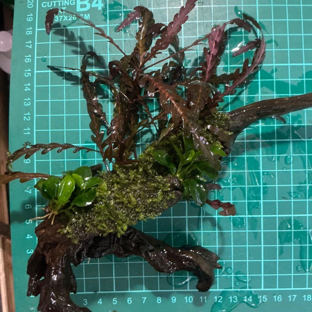 【第四種郵便】ジャイアント南米モス活着2種水草付き流木　19cmと18cm