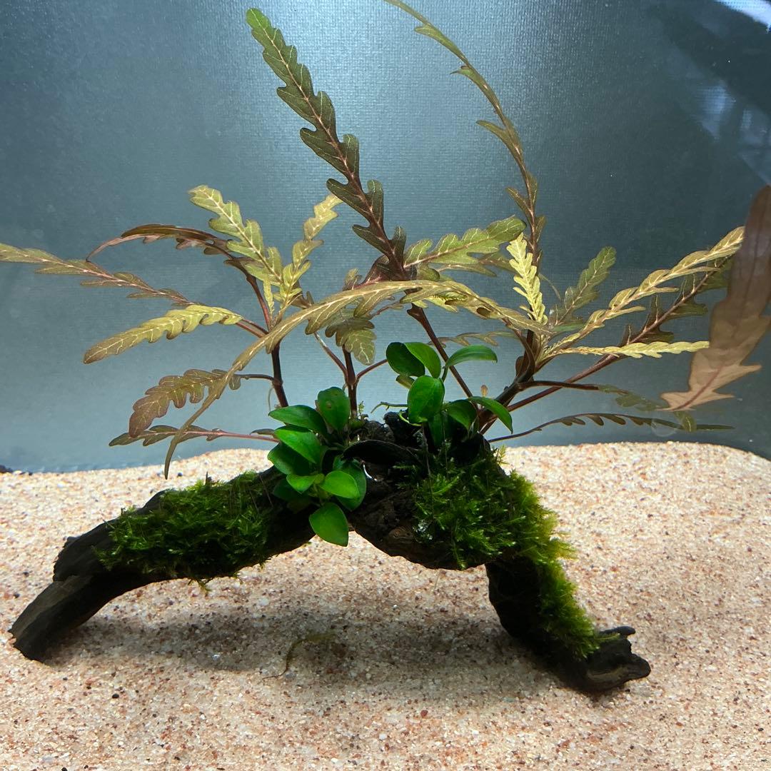 【第四種郵便】ジャイアント南米モス活着2種水草付き流木　19cmと18cm