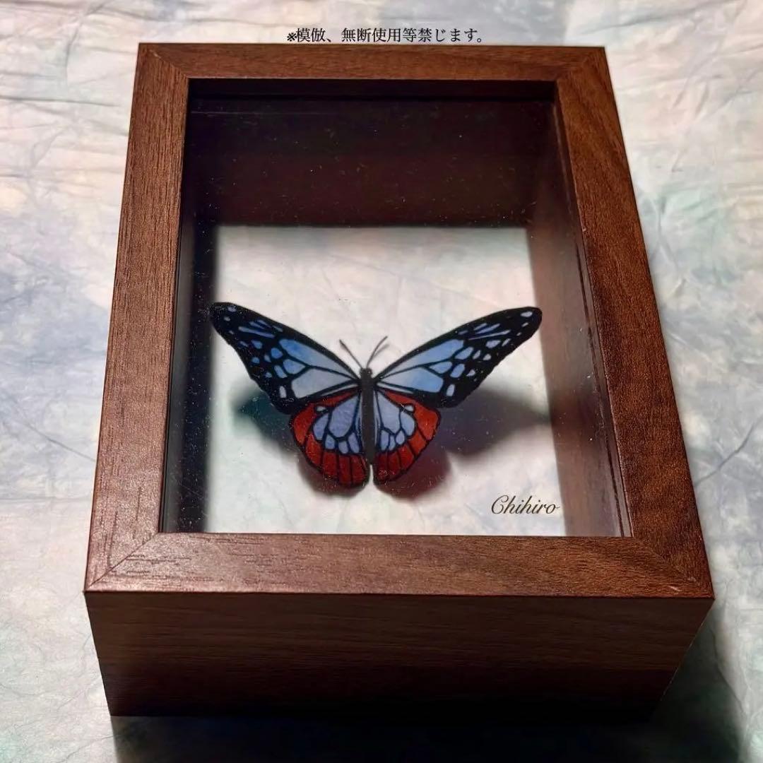 絵画 蝶 切り絵 立体 蝶標本 アサギマダラ 昆虫 標本箱 ドイツ箱 マダラ蝶