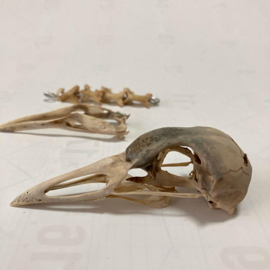 鳥の羽根 オオバン翼標本•頭骨•足標本