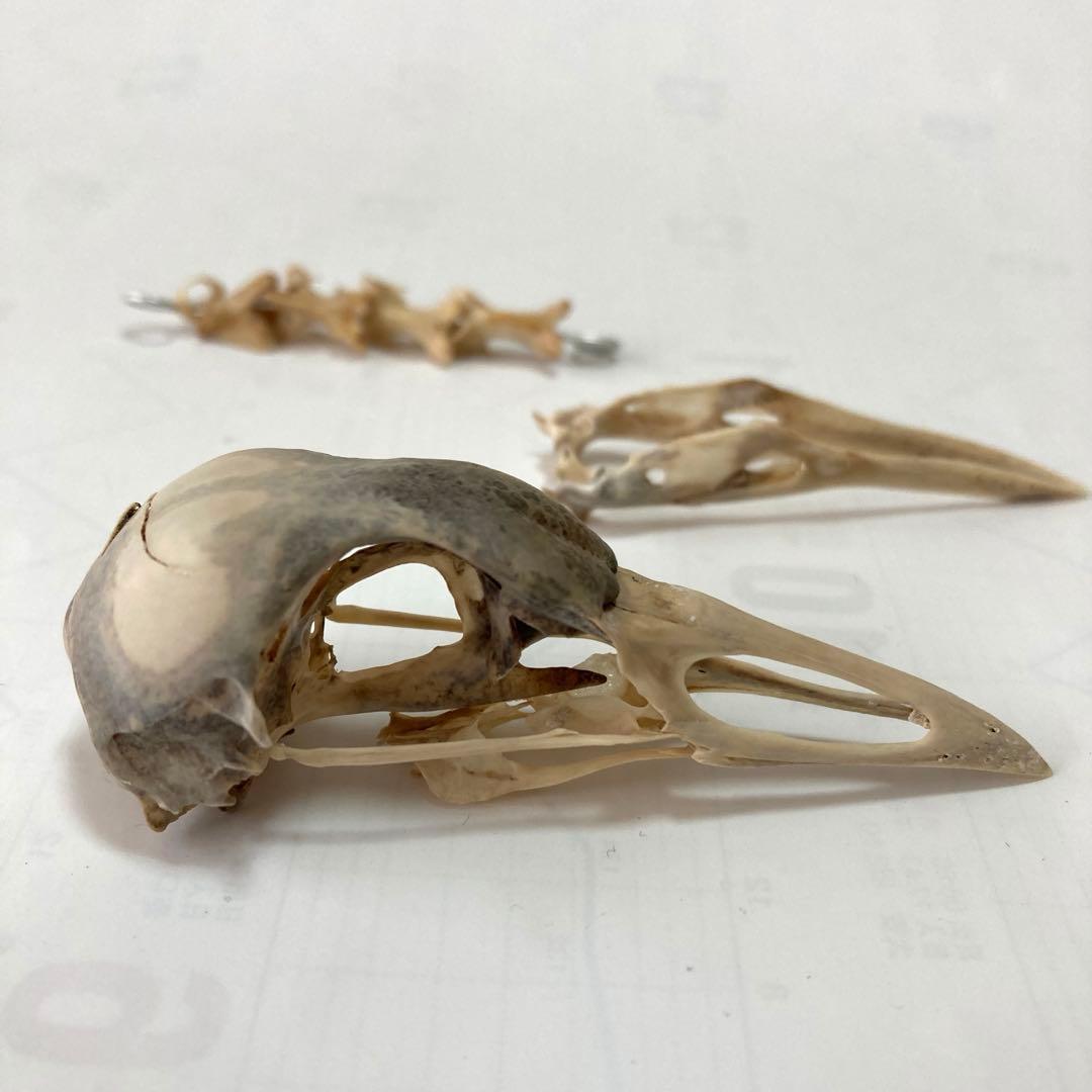 鳥の羽根 オオバン翼標本•頭骨•足標本