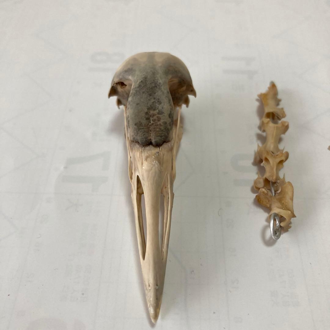 鳥の羽根 オオバン翼標本•頭骨•足標本