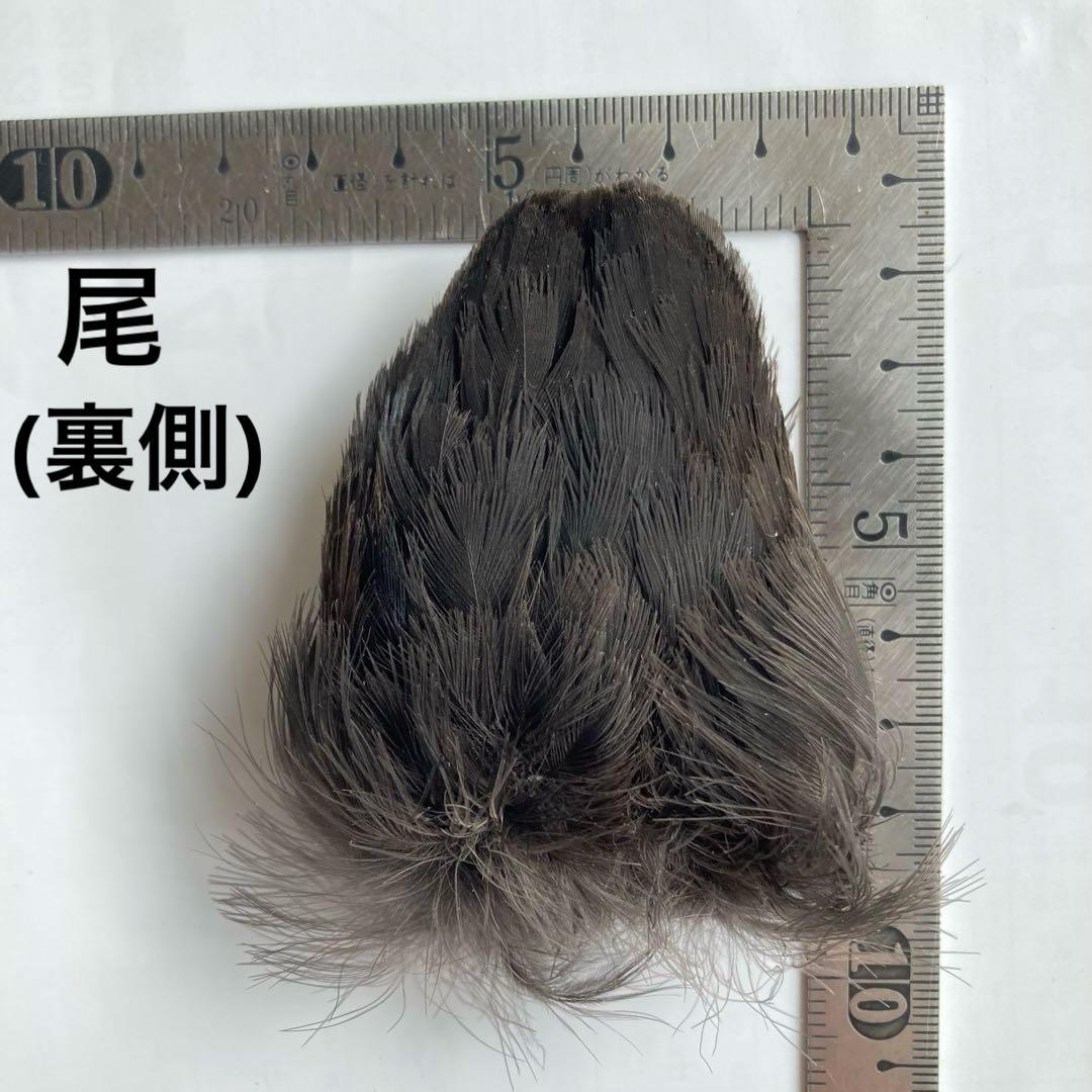 鳥の羽根 オオバン翼標本•頭骨•足標本