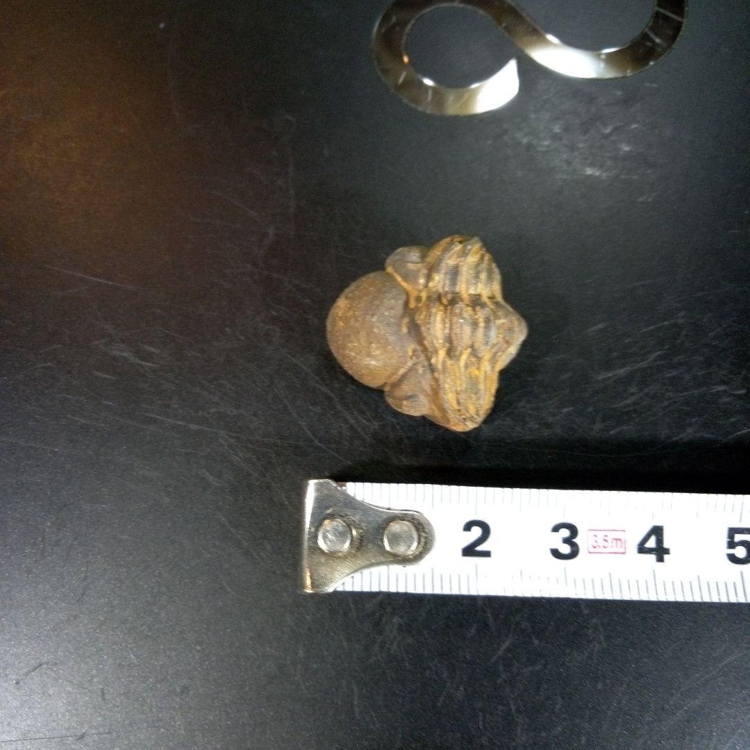 三葉虫　化石　fossil　ボリビア産　trilobite　ノジュール管理⑨