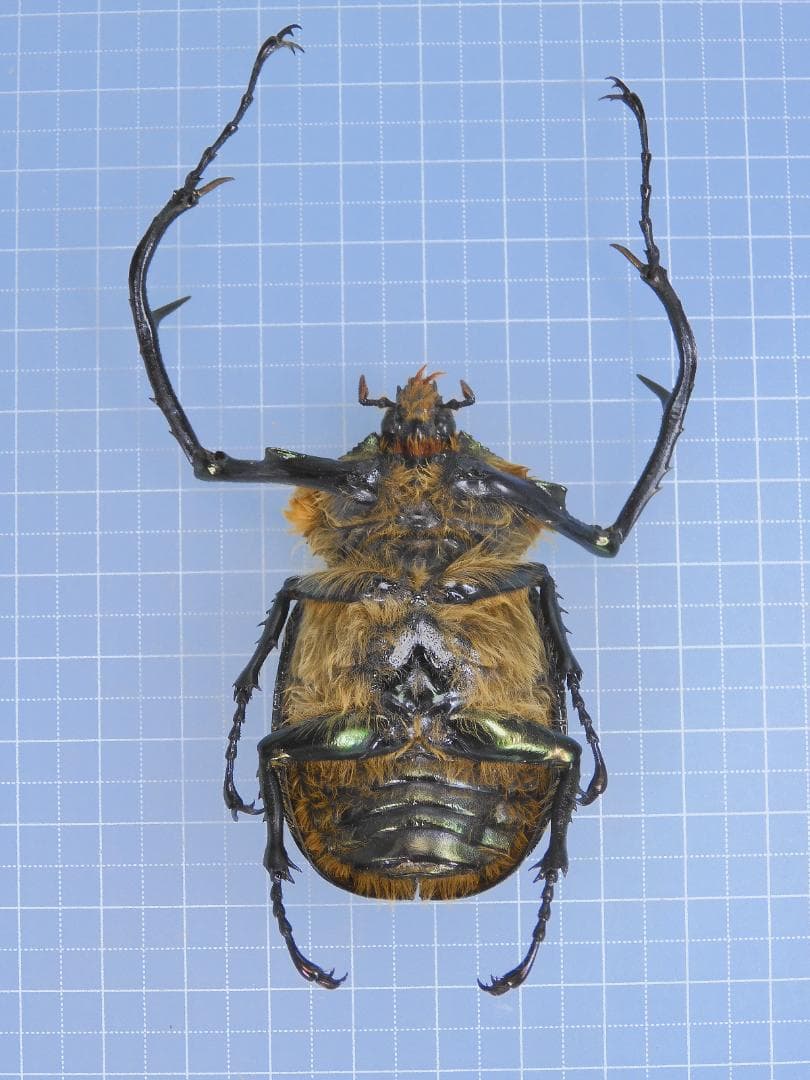 標本 Tibet Cheirotonusmacleayi 59mm