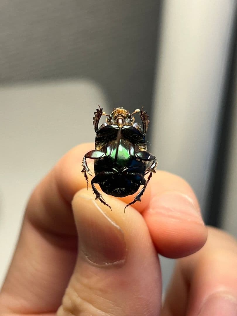【食用糞虫】レックウザのようなカブトエンマコガネ 標本フンチュウ糞虫甲虫カミキリ