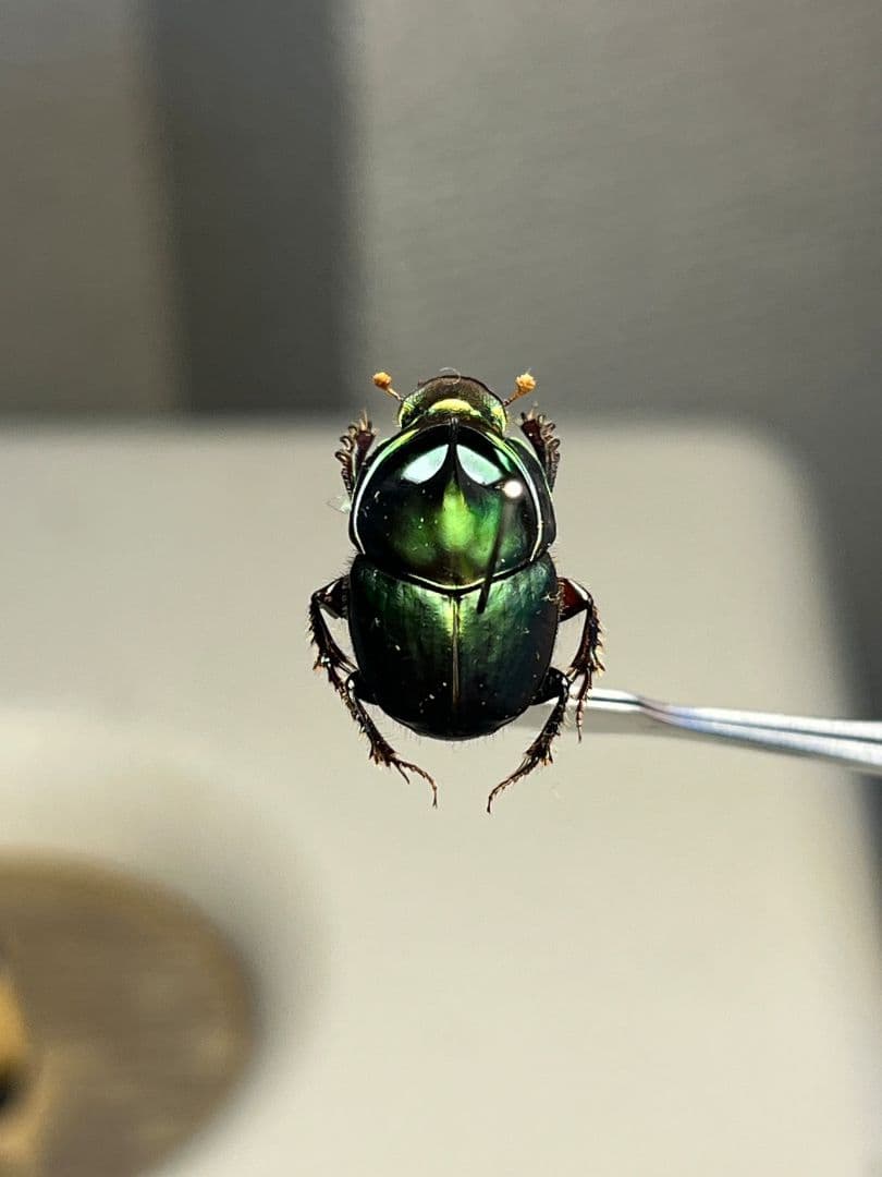 【食用糞虫】レックウザのようなカブトエンマコガネ 標本フンチュウ糞虫甲虫カミキリ