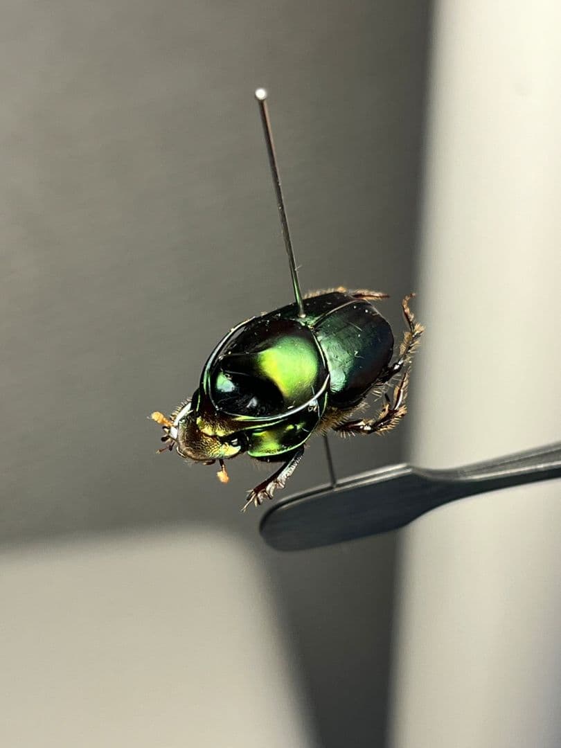 【食用糞虫】レックウザのようなカブトエンマコガネ 標本フンチュウ糞虫甲虫カミキリ