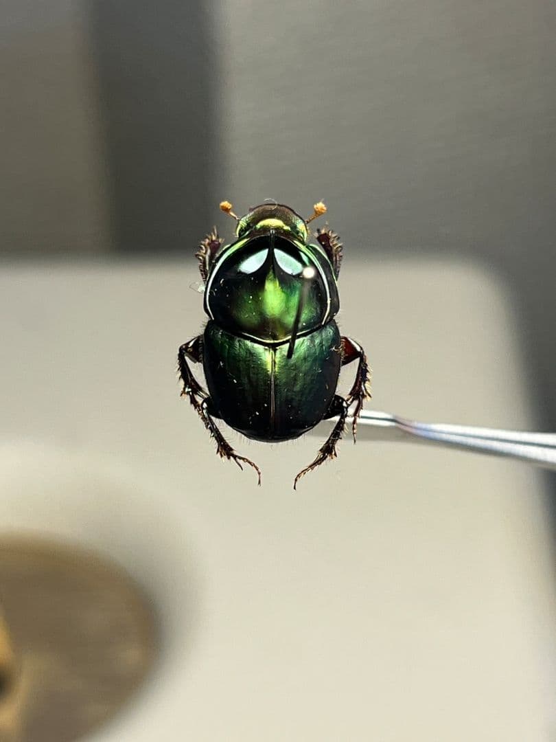 【食用糞虫】レックウザのようなカブトエンマコガネ 標本フンチュウ糞虫甲虫カミキリ