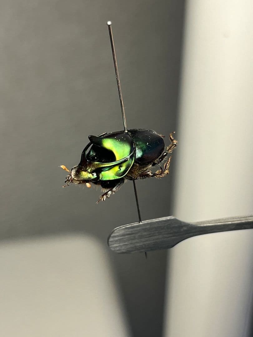 【食用糞虫】レックウザのようなカブトエンマコガネ 標本フンチュウ糞虫甲虫カミキリ