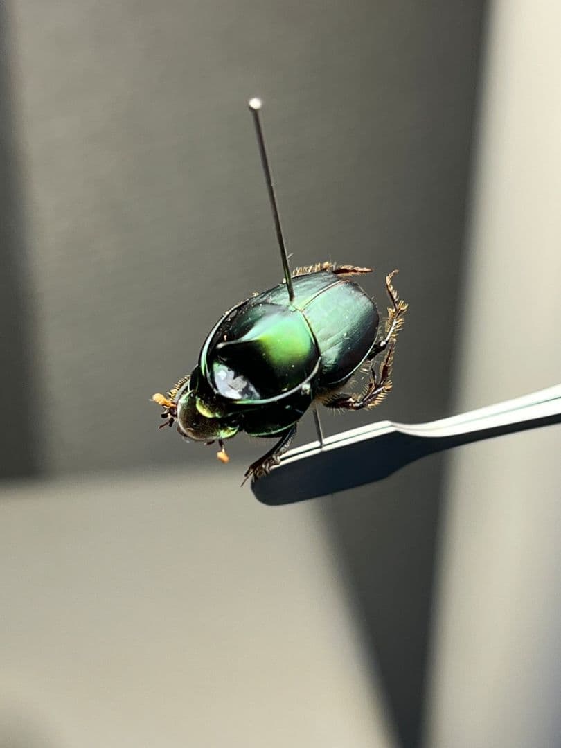 【食用糞虫】レックウザのようなカブトエンマコガネ 標本フンチュウ糞虫甲虫カミキリ