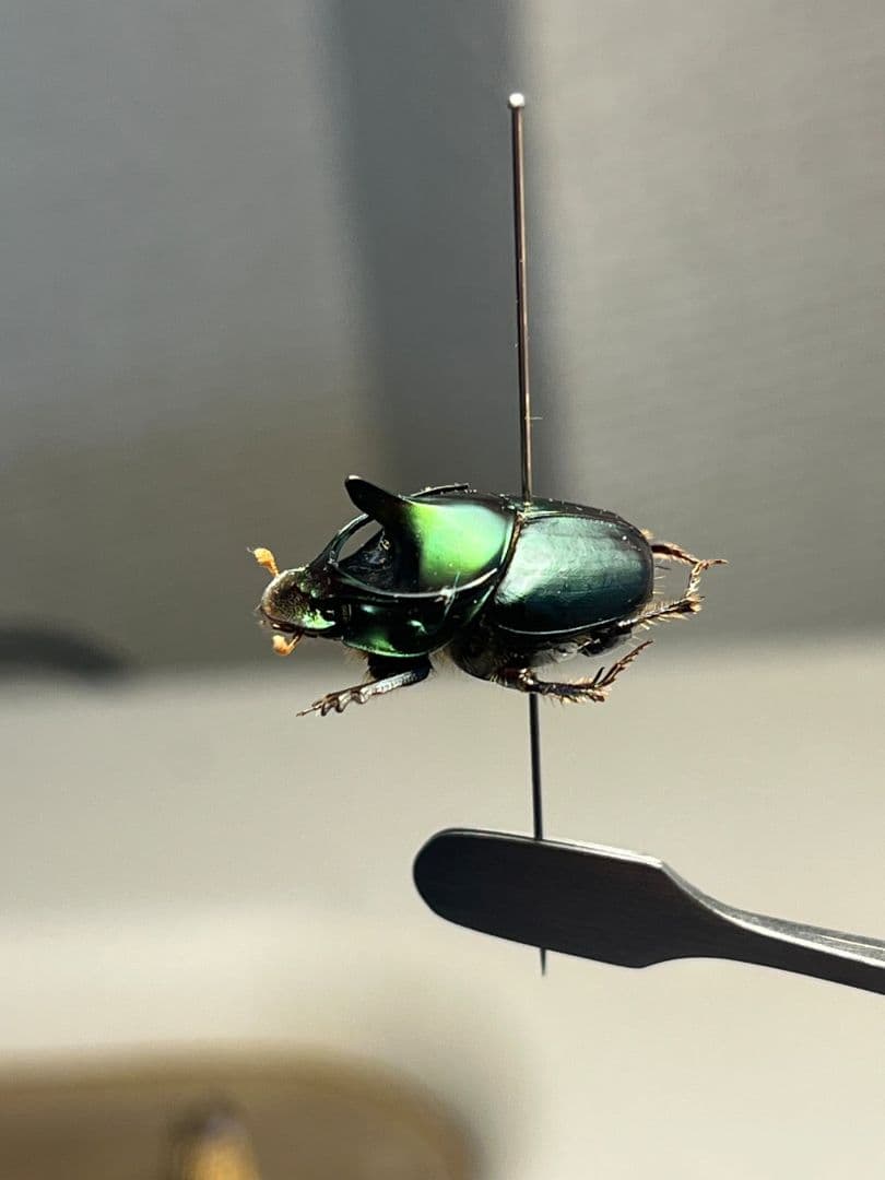 【食用糞虫】レックウザのようなカブトエンマコガネ 標本フンチュウ糞虫甲虫カミキリ