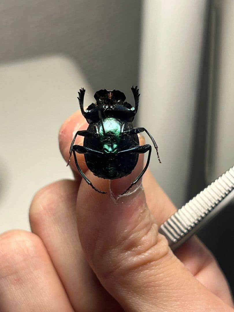 【17mm】金属の表面をハンマーで叩いたような槌目加工感の美しいスカラベ 標本