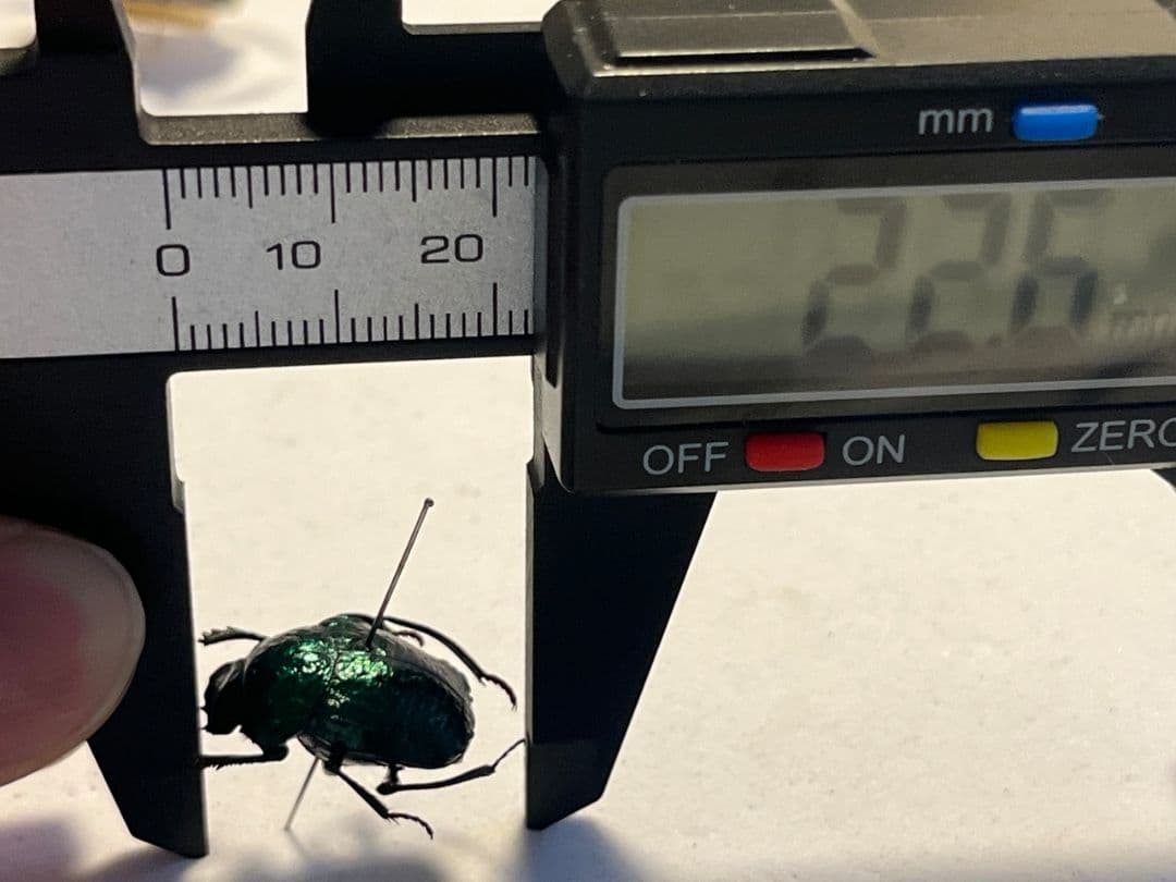 【17mm】金属の表面をハンマーで叩いたような槌目加工感の美しいスカラベ 標本