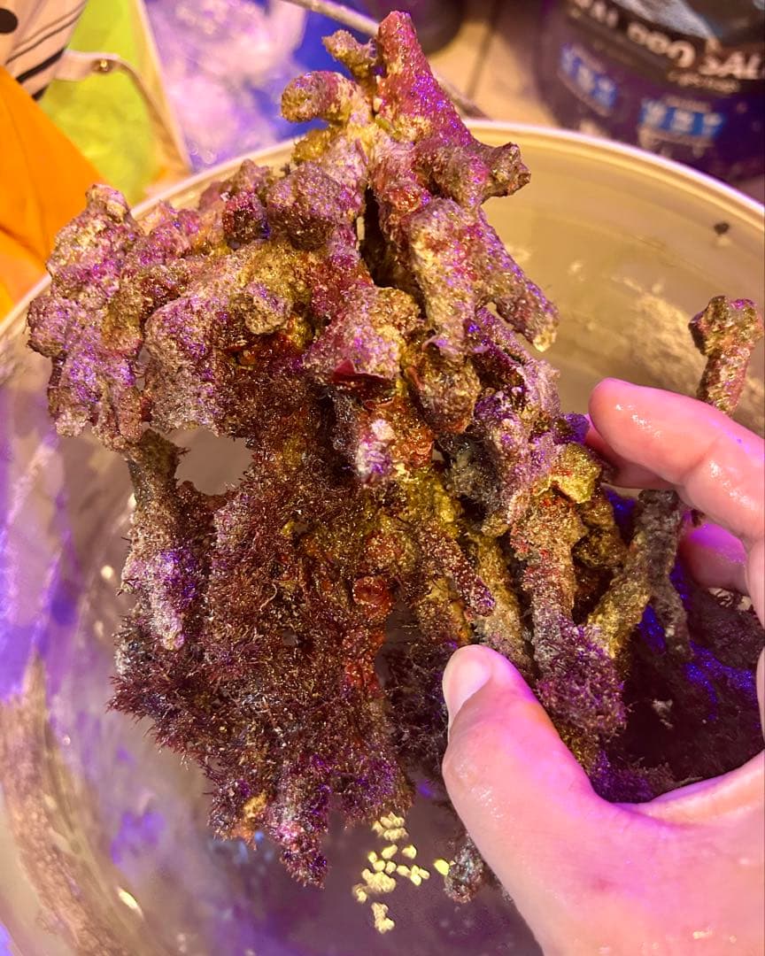 ライブロック Sグレード　3.0kg 枝状