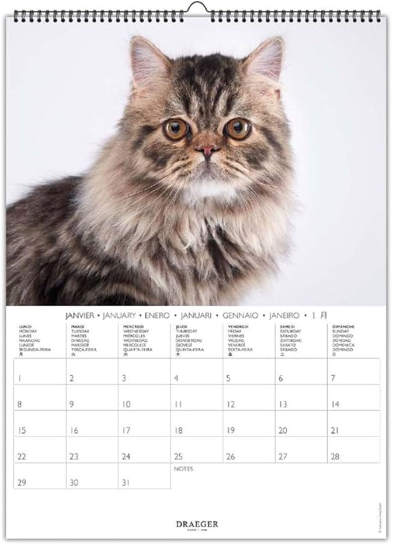 匿名配送❣️A3ポスターカレンダー CATS 猫 動物 カラー写真　2024