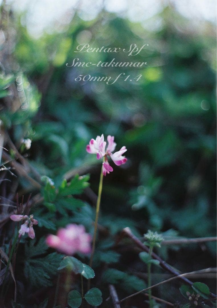 完動品＊美品＊pentax spf&名玉smc f1.4★作例多数！★初期保証