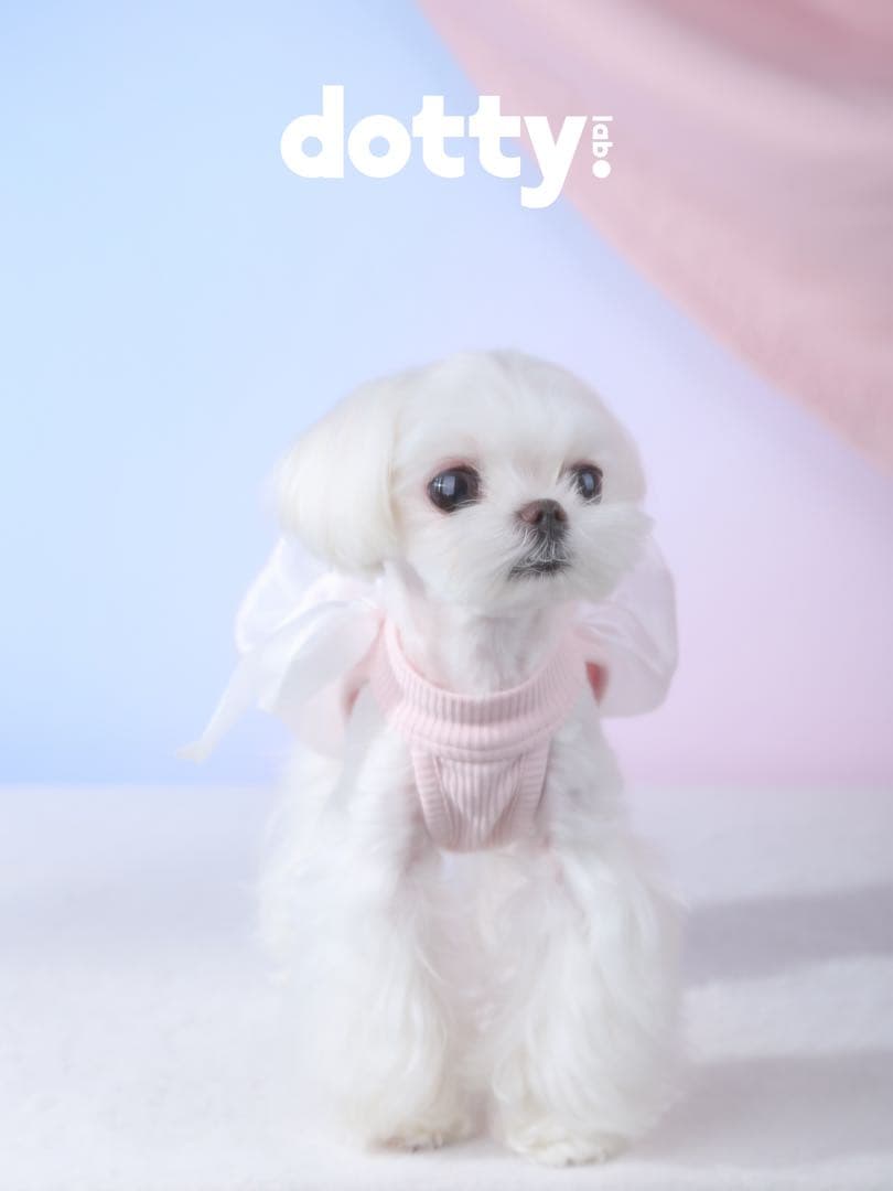 dotty lab.オリジナル リボン バブルタンクトップ 春夏用 ペット服