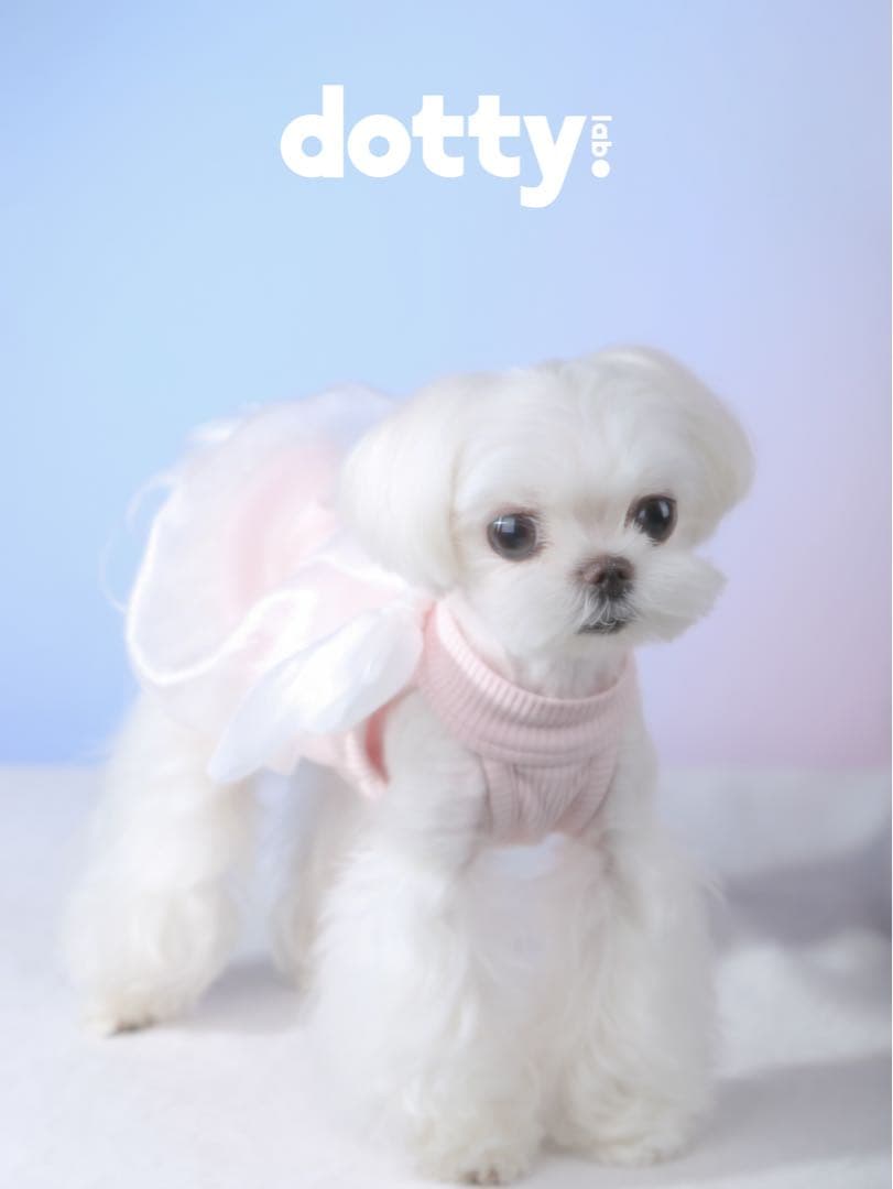 dotty lab.オリジナル リボン バブルタンクトップ 春夏用 ペット服