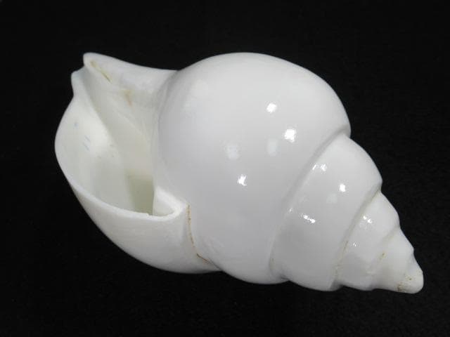 シャンクガイ　法螺貝　20.9cm　インド　No.1629