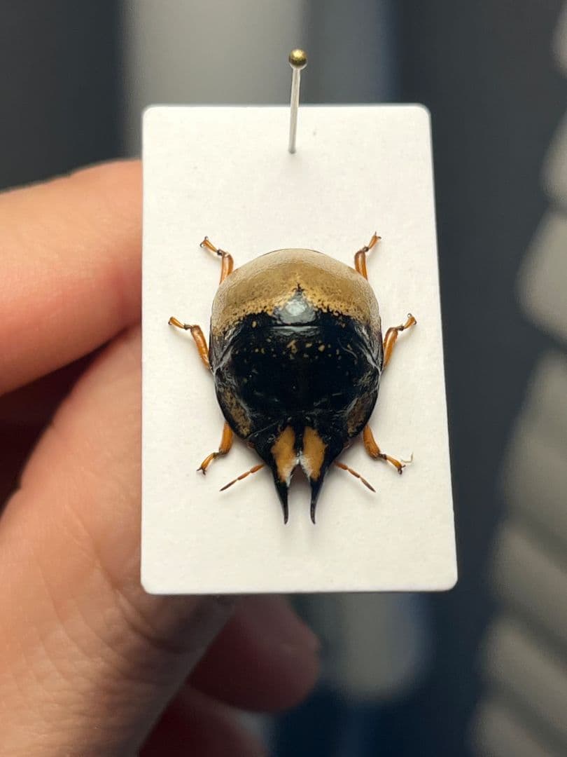 【♂】クワガタマルカメムシ 昆虫標本 ゾウムシ ハムシ フンチュウ タマムシ
