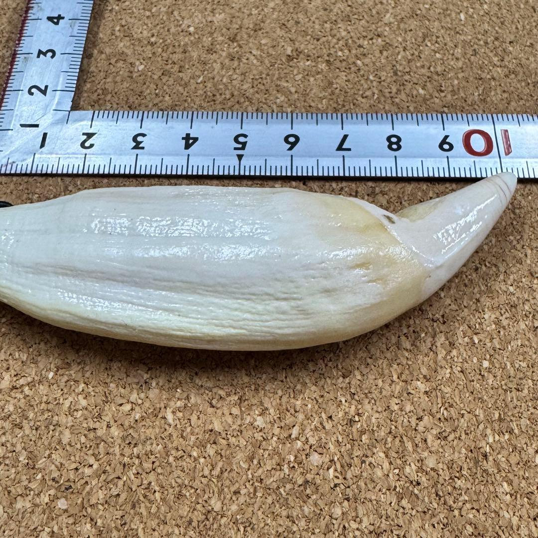 専用ページ 熊牙 北海道ヒグマ 特大 (7点)