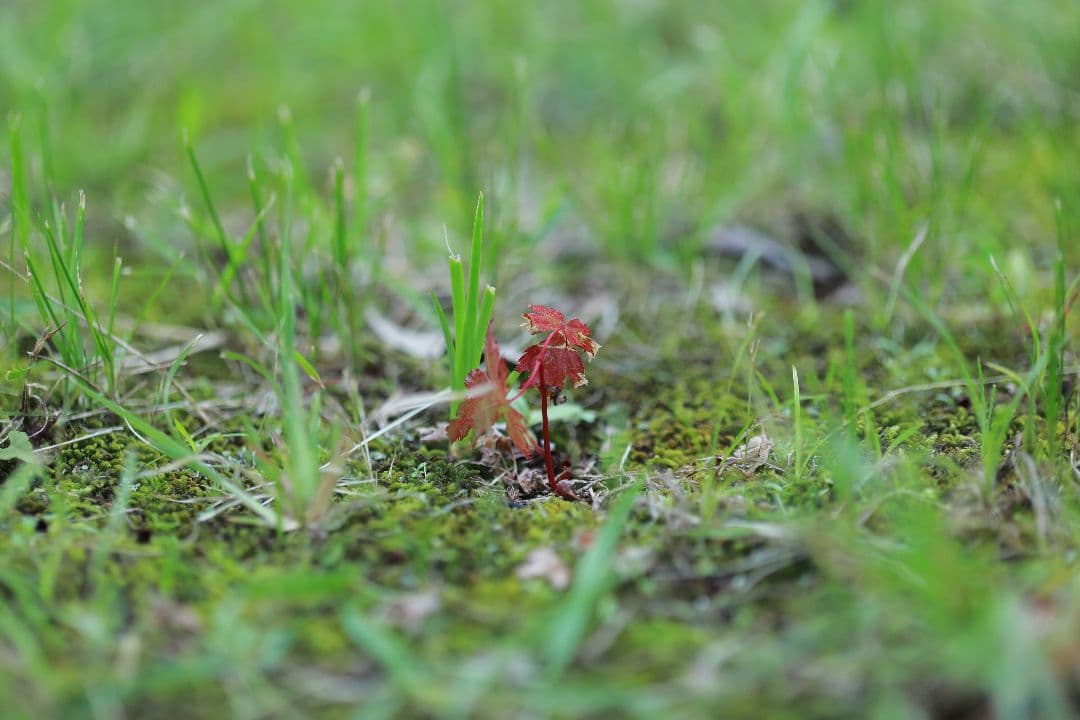 マクロCANON MACRO 1:1 EF 100mm f2.8 USM