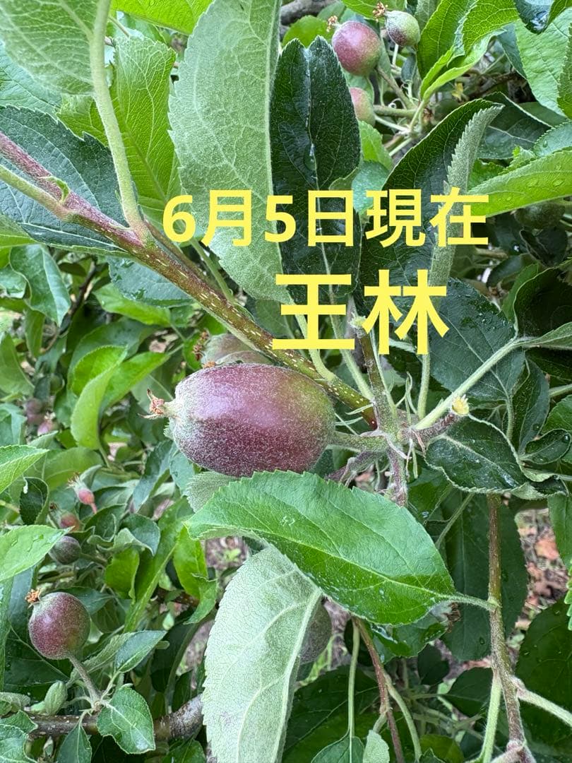 青森県産 りんご100%丸搾りジュース 12本入り