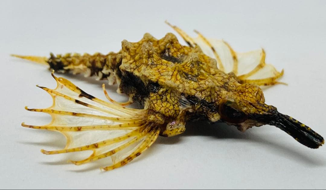 ウミテング 乾燥標本①　海　魚　レア　標本